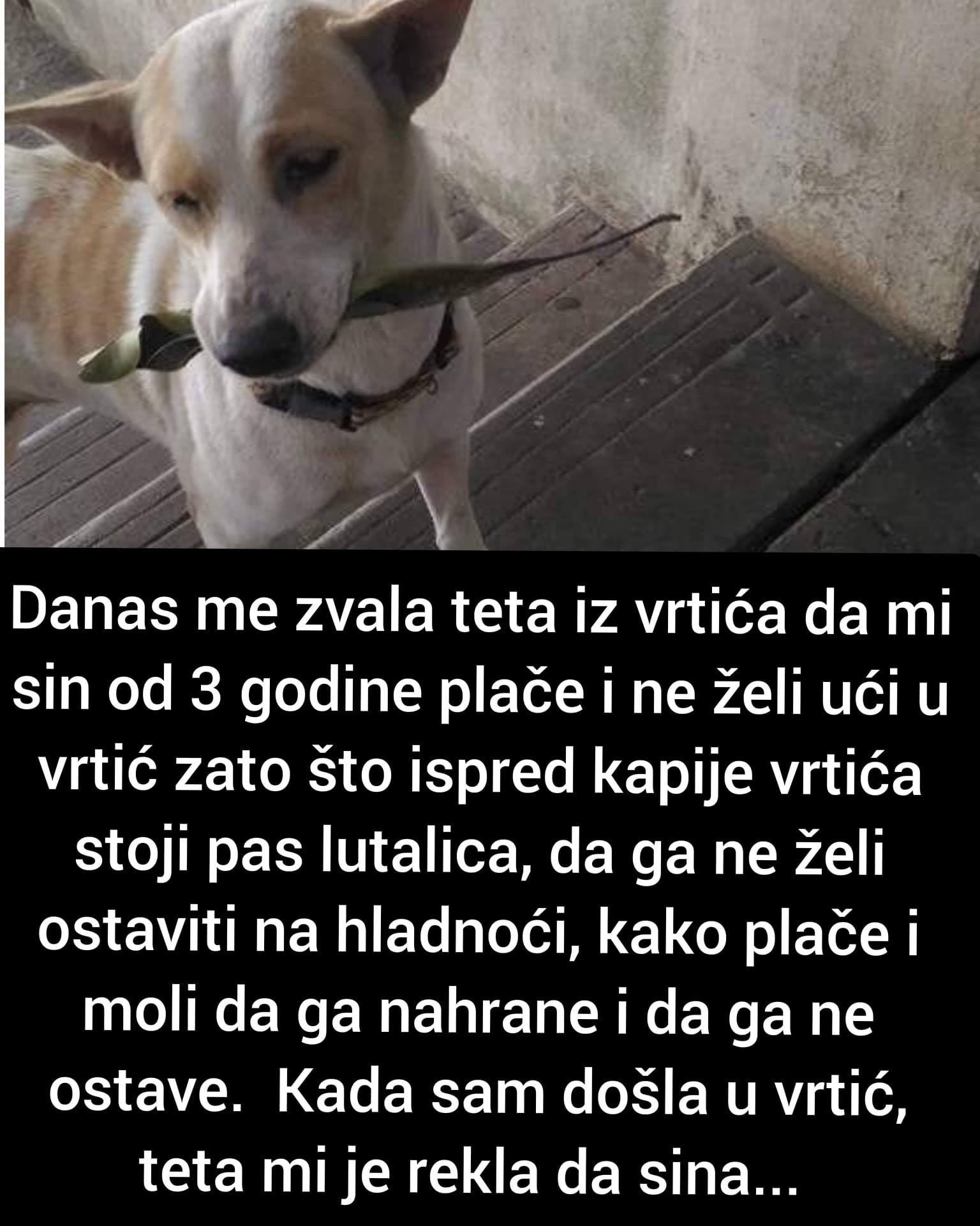 ISPOVIJEST: Danas me zvala teta iz vrtića da mi sin od 3 godine plače i ne želi ući u vrtić zato što ispred kapije vrtića stoji pas lutalica.