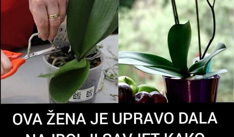 Pogledajte najbolje trikove uz pomoć kojih će vaše orhideje sigurno procvjetati