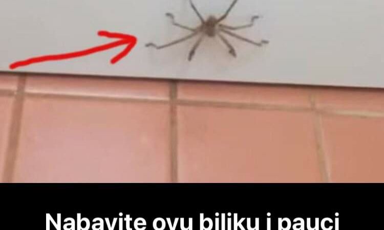Pogledajte kako da na prirodan način otjerate pauke iz kuće