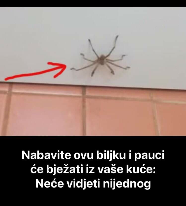 Pogledajte kako da na prirodan način otjerate pauke iz kuće