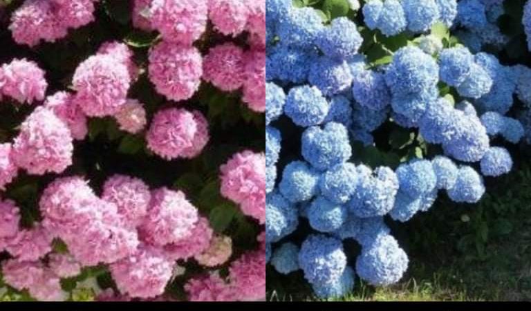 Pogledajte trik uz koji će vaše hortenzije mijenjati boje tokom ljeta