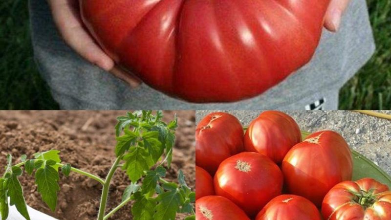 Poslušajte 1 savjet i paradajz u vašoj bašti će nicati kao lud, a biće preukusan