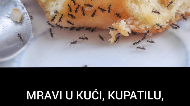 Evo kako da se riješite mravi uz primjenu domaće smjese