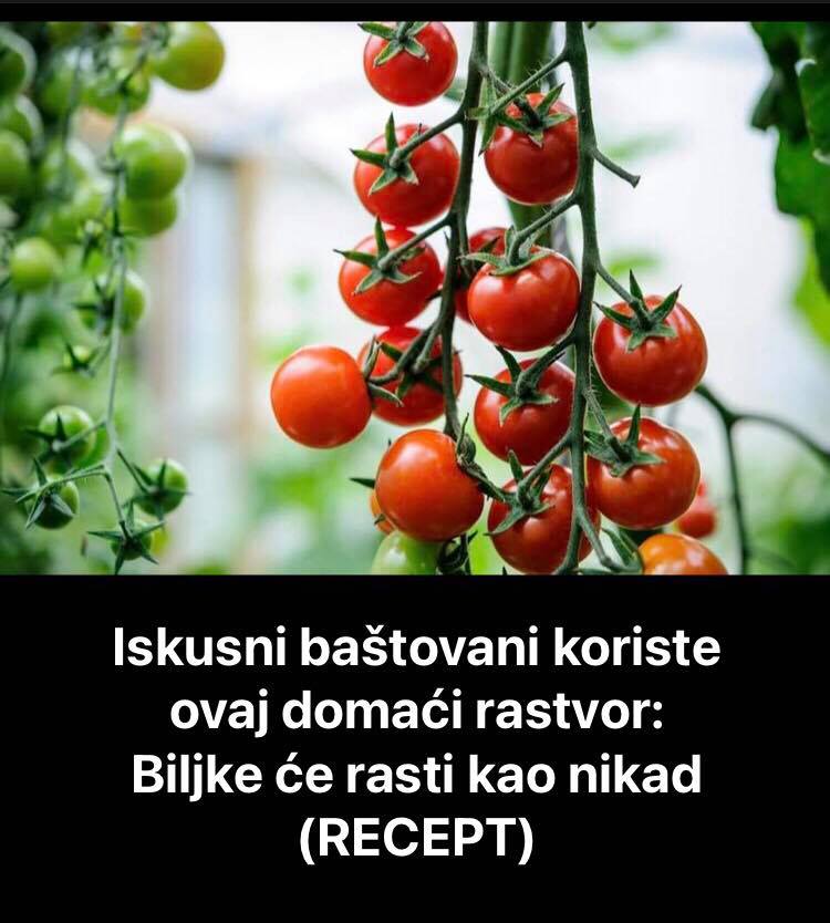 Domaći rastvor koji koriste svi baštovani za veliki urod