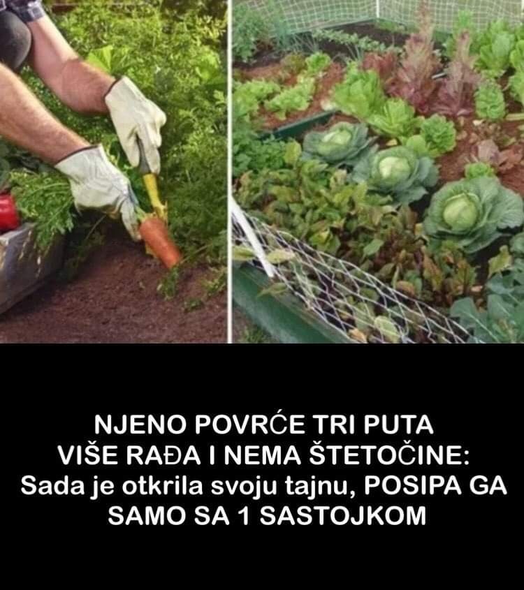 Njeno povrće tri puta više rađa a koristi samo jedan sastojak