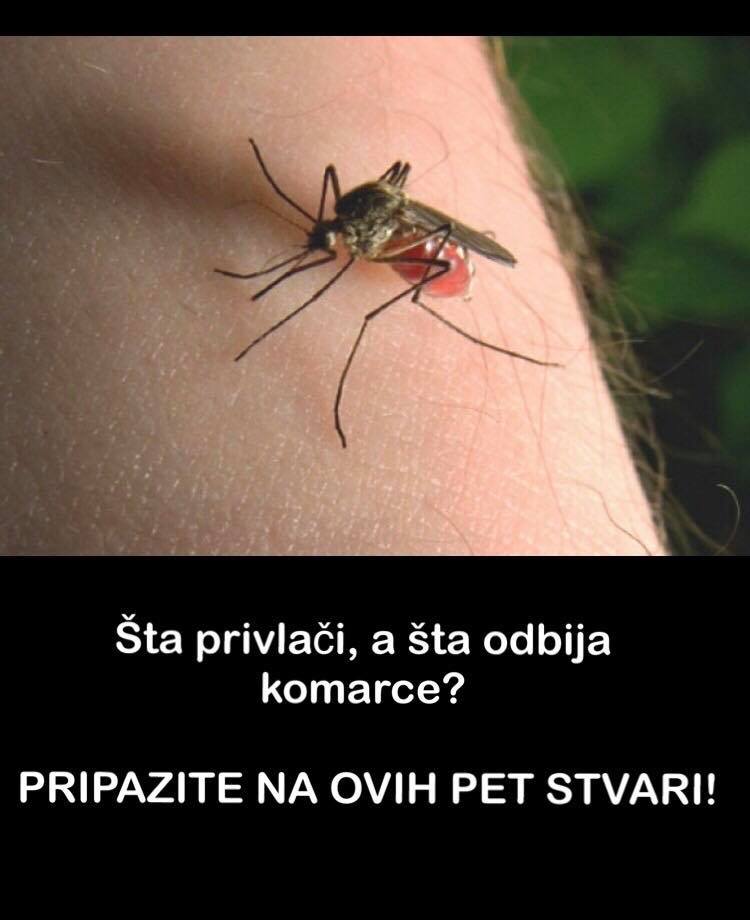 Pogledajte šta privlači a šta odbija komarce