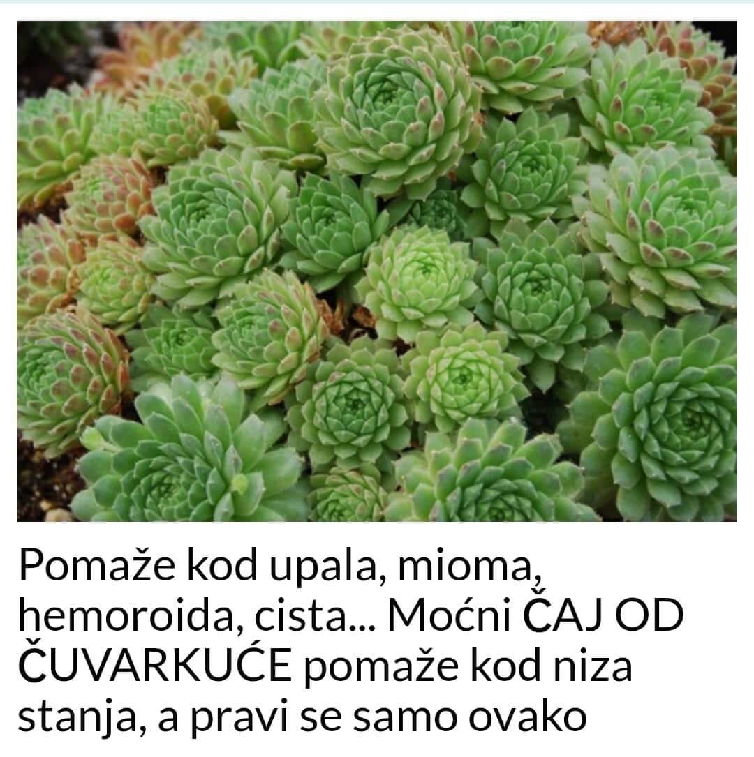 MOCNI ČAJ OD ČUVARKUĆE POMAZE KOD NIZA STANJA