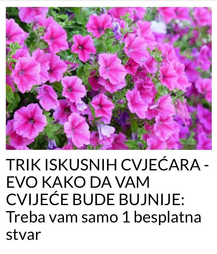 POGLEDAJTE KAKO DA VAM CVIJEĆE IZGLEDA BUJNIJE