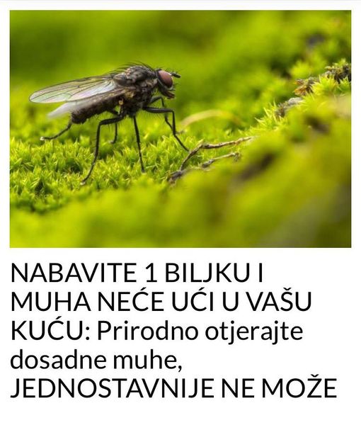 Prirodno otjerajte dosadne muhe, JEDNOSTAVNIJE NE MOŽE