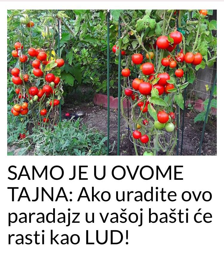 POGLEDAJTE U ČEMU JE TAJNA RASTA PARADAJZA U VAŠOJ BAŠTI