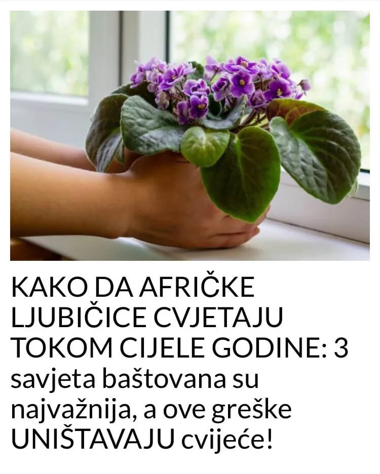 POGLEDAJTE KAKO DA AFRIČKE LJUBIČICE CVJETAJU TOKOM CIJELE GODINE