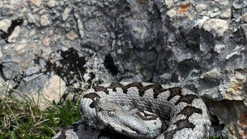 EVO ŠTA TREBA DA URADITE KADA VAS POSKOK UGRIZE DA PREŽIVITE