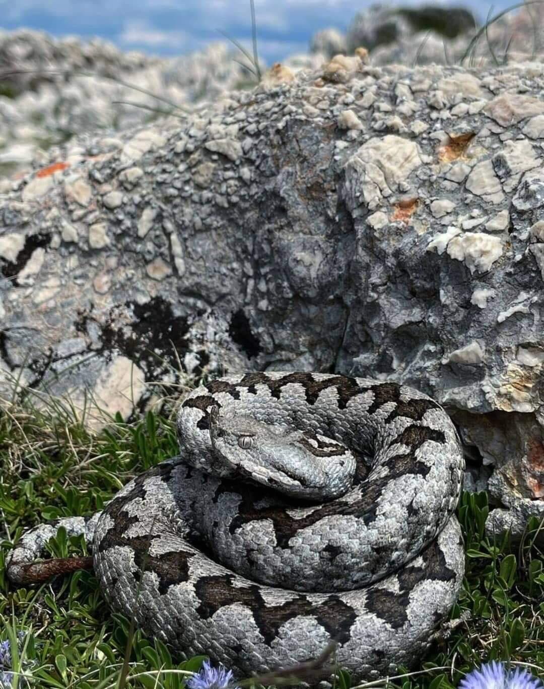 EVO ŠTA TREBA DA URADITE KADA VAS POSKOK UGRIZE DA PREŽIVITE