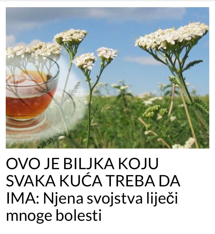 POGLEDAJTE KOJA BILJKA LIJECI MNOGE BOLESTI