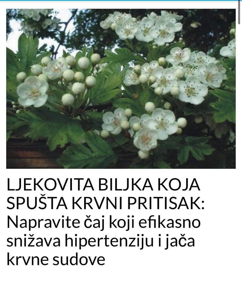 LJEKOVITA BILJKA KOJA SPUŠTA KRVNI PRITISAK