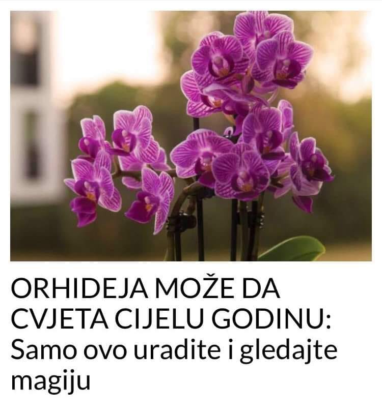 POGLEDAJTE ORHIDEJA MOŽE DA CVJETA CIJELU GODINU