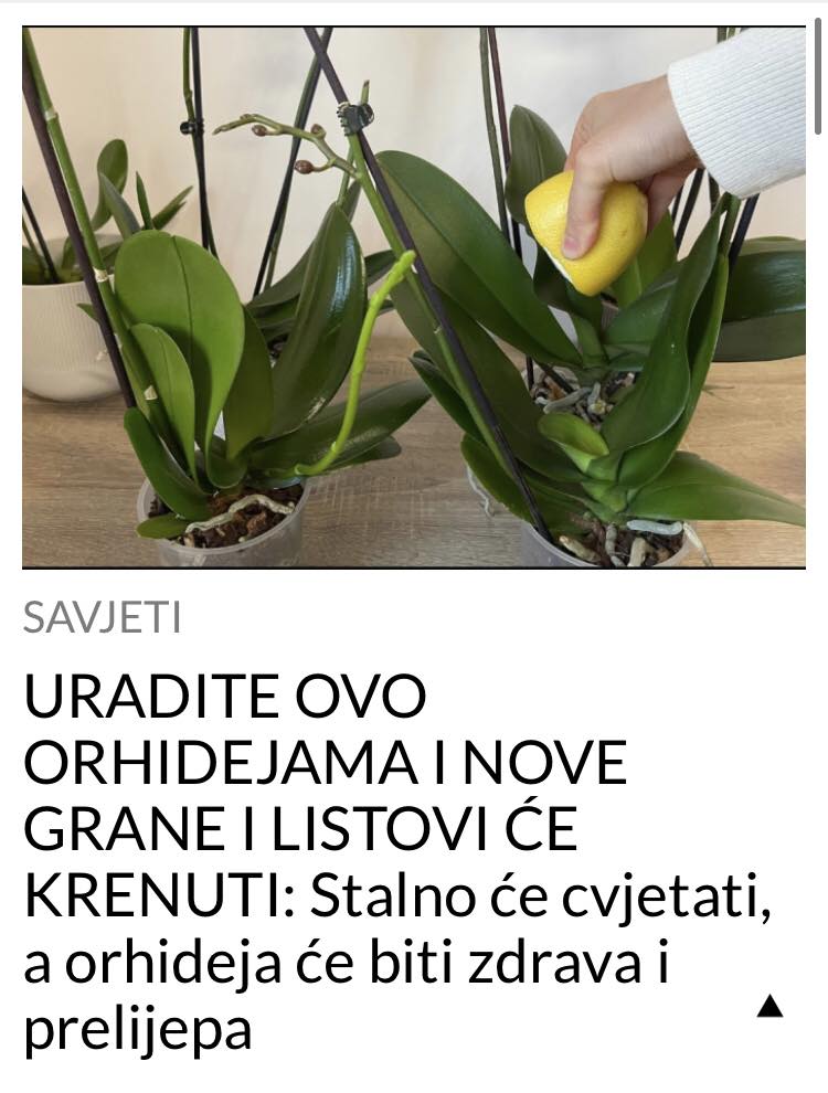 URADITE OVO ORHIDEJAMA I NOVE GRANE I LISTOVI ĆE KRENUTI: