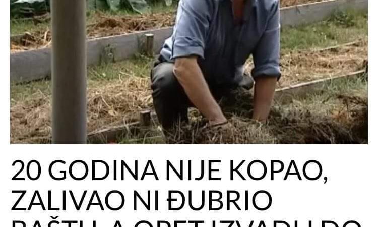 POGLEDAJTE 20 GODINA NIJE KOPAO, ZALIVAO NI ĐUBRIO BAŠTU, A OPET IZVADI I DO 2 TONE KROMPIRA