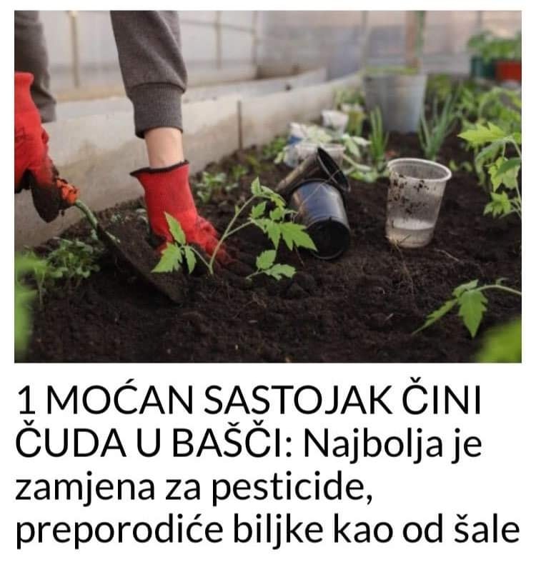 MOĆNI SASTOJAK ČINI ČUDA U BAŠTI